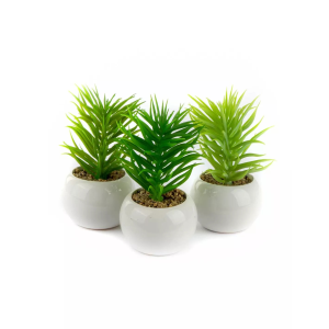 DUDLEYA IN VASO CERAMICA