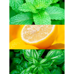 MINT OCEAN 15ML