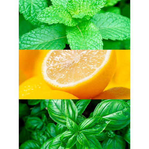 MINT OCEAN 15ML